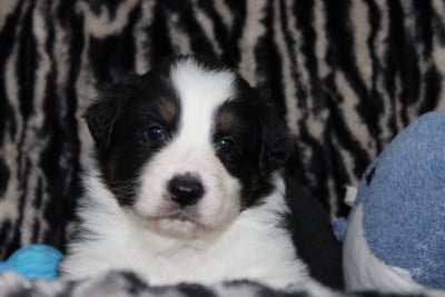 Les chiots de Berger Australien
