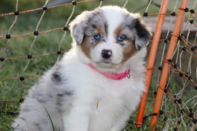 Les chiots de Berger Australien
