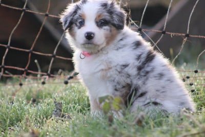 Les chiots de Berger Australien