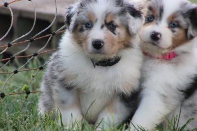 Les chiots de Berger Australien