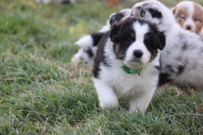Les chiots de Berger Australien