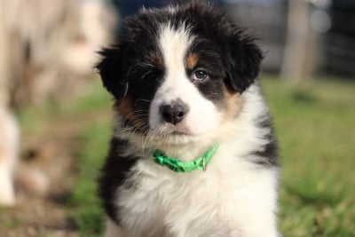 Les chiots de Berger Australien