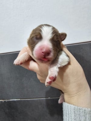 Les chiots de Berger Australien