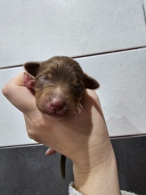 Les chiots de Berger Australien