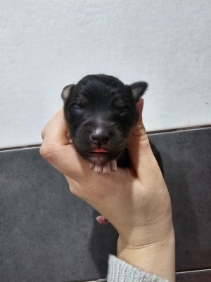 Les chiots de Berger Australien