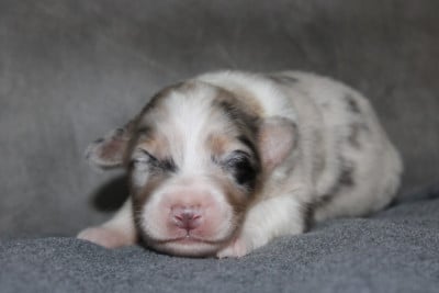Les chiots de Berger Australien