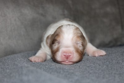 Les chiots de Berger Australien