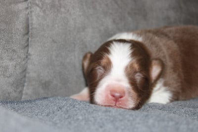 Les chiots de Berger Australien