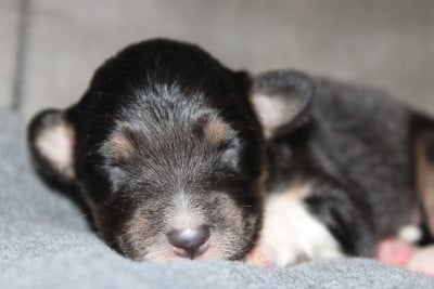 Les chiots de Berger Australien
