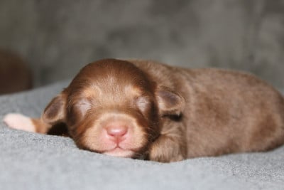 Les chiots de Berger Australien