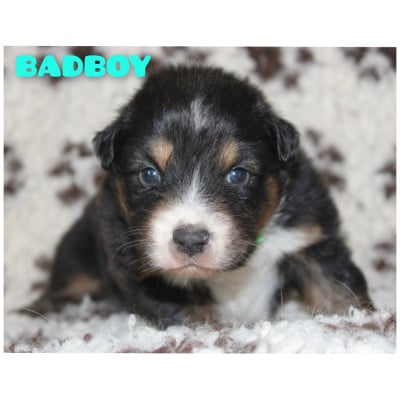 Les chiots de Berger Australien