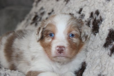 Les chiots de Berger Australien