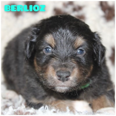 Les chiots de Berger Australien