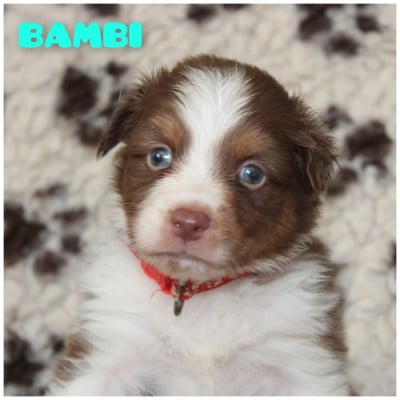 Les chiots de Berger Australien