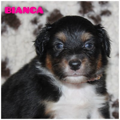 Les chiots de Berger Australien