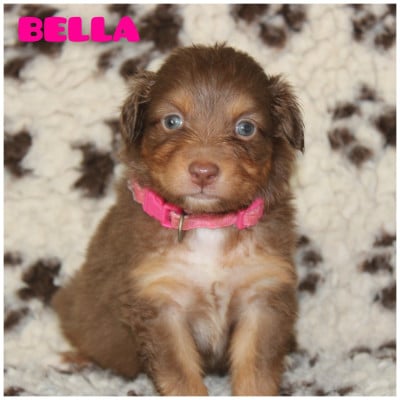 Les chiots de Berger Australien