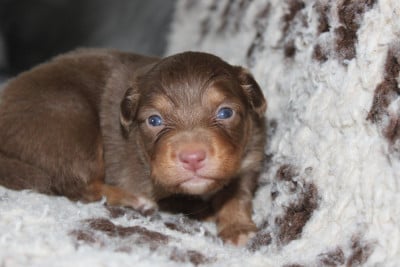 Les chiots de Berger Australien