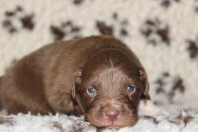 Les chiots de Berger Australien