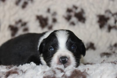 Les chiots de Berger Australien