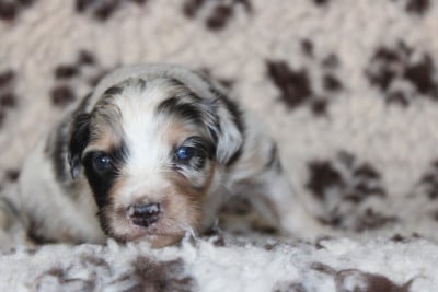 Les chiots de Berger Australien