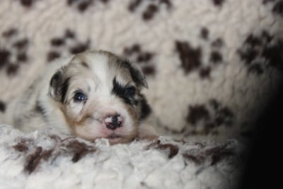 Les chiots de Berger Australien