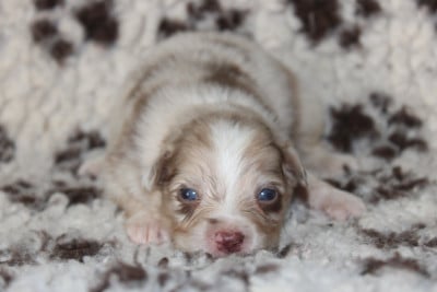 Les chiots de Berger Australien