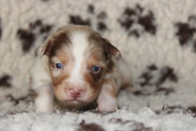 Les chiots de Berger Australien