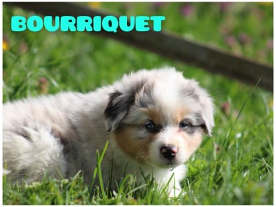 Les chiots de Berger Australien