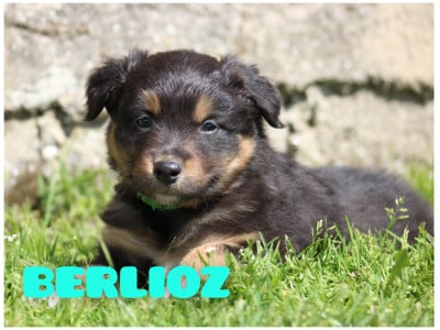 Les chiots de Berger Australien