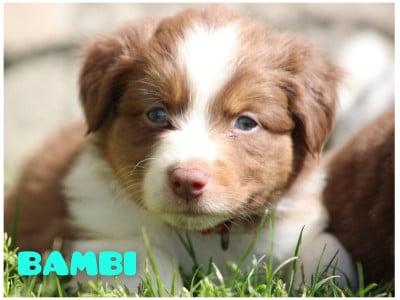 Les chiots de Berger Australien