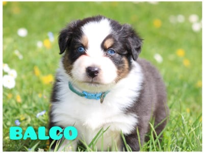 Les chiots de Berger Australien