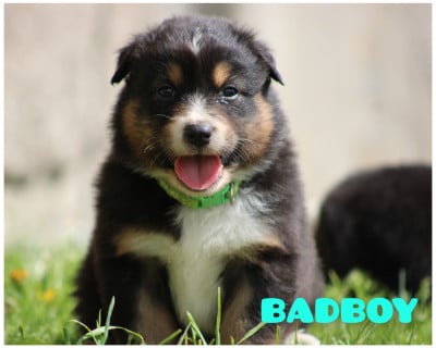 Les chiots de Berger Australien