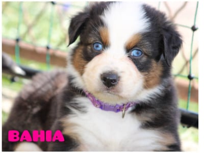 Les chiots de Berger Australien