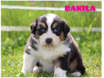 Les chiots de Berger Australien