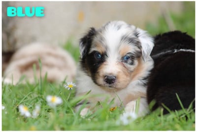 Les chiots de Berger Australien