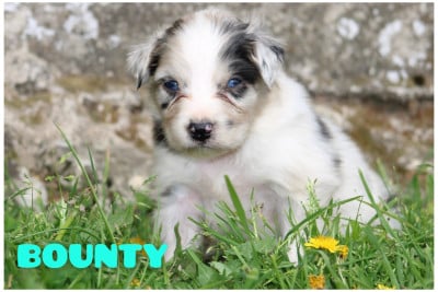 Les chiots de Berger Australien