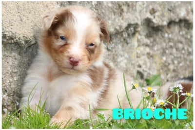 Les chiots de Berger Australien