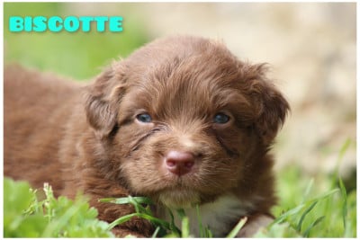 Les chiots de Berger Australien