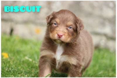 Les chiots de Berger Australien