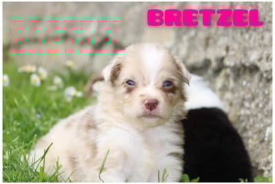 Les chiots de Berger Australien