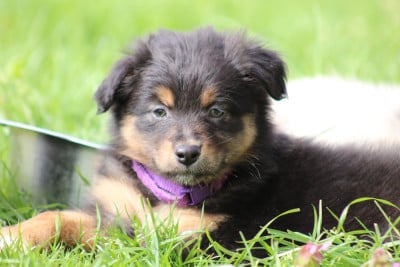 Les chiots de Berger Australien