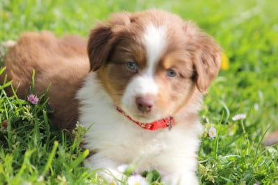 Les chiots de Berger Australien