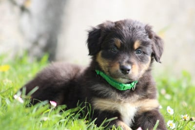 Les chiots de Berger Australien