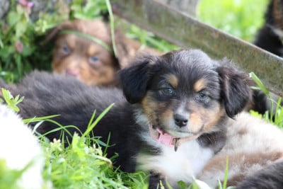 Les chiots de Berger Australien