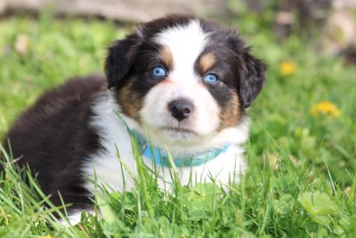 Les chiots de Berger Australien