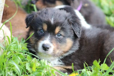 Les chiots de Berger Australien