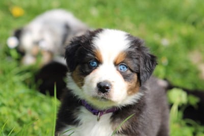 Les chiots de Berger Australien
