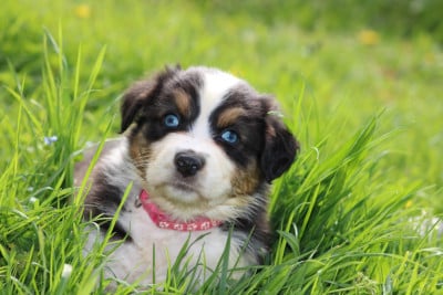 Les chiots de Berger Australien