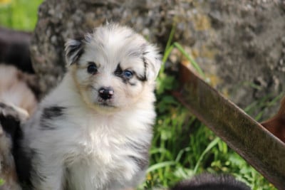 Les chiots de Berger Australien