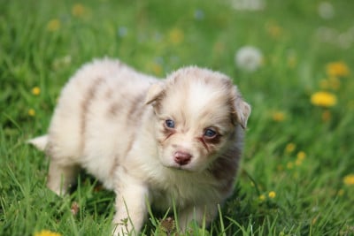 Les chiots de Berger Australien